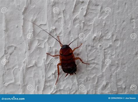 what are the cheapest insects